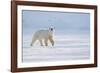 Polar bear walking across ice, Svalbard, Norway-Danny Green-Framed Photographic Print