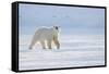 Polar bear walking across ice, Svalbard, Norway-Danny Green-Framed Stretched Canvas