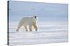 Polar bear walking across ice, Svalbard, Norway-Danny Green-Stretched Canvas