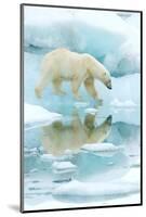 Polar bear walking across sea ice, reflected in water, Norway-Danny Green-Mounted Photographic Print