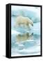 Polar bear walking across sea ice, reflected in water, Norway-Danny Green-Framed Stretched Canvas