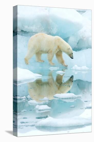 Polar bear walking across sea ice, reflected in water, Norway-Danny Green-Stretched Canvas