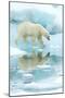 Polar bear walking across sea ice, reflected in water, Norway-Danny Green-Mounted Photographic Print