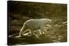 Polar Bear Walking along Hudson Bay, Nunavut, Canada-Paul Souders-Stretched Canvas