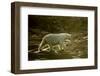 Polar Bear Walking along Hudson Bay, Nunavut, Canada-Paul Souders-Framed Photographic Print