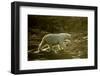 Polar Bear Walking along Hudson Bay, Nunavut, Canada-Paul Souders-Framed Photographic Print