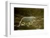 Polar Bear Walking along Hudson Bay, Nunavut, Canada-Paul Souders-Framed Photographic Print