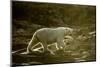 Polar Bear Walking along Hudson Bay, Nunavut, Canada-Paul Souders-Mounted Photographic Print