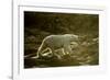 Polar Bear Walking along Hudson Bay, Nunavut, Canada-Paul Souders-Framed Photographic Print