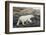 Polar Bear Walking along Hudson Bay, Nunavut, Canada-Paul Souders-Framed Photographic Print