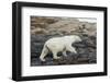 Polar Bear Walking along Hudson Bay, Nunavut, Canada-Paul Souders-Framed Photographic Print