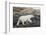 Polar Bear Walking along Hudson Bay, Nunavut, Canada-Paul Souders-Framed Photographic Print
