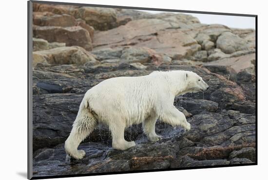 Polar Bear Walking along Hudson Bay, Nunavut, Canada-Paul Souders-Mounted Photographic Print