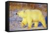 Polar Bear Walking, Churchill, Manitoba, Canada-Richard and Susan Day-Framed Stretched Canvas