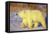 Polar Bear Walking, Churchill, Manitoba, Canada-Richard and Susan Day-Framed Stretched Canvas