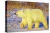 Polar Bear Walking, Churchill, Manitoba, Canada-Richard and Susan Day-Stretched Canvas