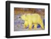 Polar Bear Walking, Churchill, Manitoba, Canada-Richard and Susan Day-Framed Photographic Print