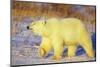 Polar Bear Walking, Churchill, Manitoba, Canada-Richard and Susan Day-Mounted Photographic Print