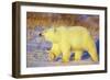 Polar Bear Walking, Churchill, Manitoba, Canada-Richard and Susan Day-Framed Photographic Print