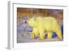 Polar Bear Walking, Churchill, Manitoba, Canada-Richard and Susan Day-Framed Photographic Print