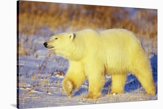 Polar Bear Walking, Churchill, Manitoba, Canada-Richard and Susan Day-Stretched Canvas