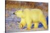 Polar Bear Walking, Churchill, Manitoba, Canada-Richard and Susan Day-Stretched Canvas