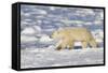Polar Bear Walking, Hudson Bay Churchill Wildlife Area, Churchill, Mb-Richard ans Susan Day-Framed Stretched Canvas