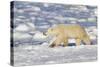 Polar Bear Walking, Hudson Bay Churchill Wildlife Area, Churchill, Mb-Richard ans Susan Day-Stretched Canvas