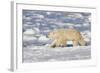 Polar Bear Walking, Hudson Bay Churchill Wildlife Area, Churchill, Mb-Richard ans Susan Day-Framed Photographic Print