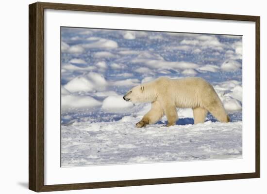 Polar Bear Walking, Hudson Bay Churchill Wildlife Area, Churchill, Mb-Richard ans Susan Day-Framed Photographic Print