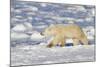 Polar Bear Walking, Hudson Bay Churchill Wildlife Area, Churchill, Mb-Richard ans Susan Day-Mounted Photographic Print