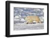 Polar Bear Walking, Hudson Bay Churchill Wildlife Area, Churchill, Mb-Richard ans Susan Day-Framed Photographic Print