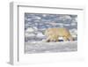 Polar Bear Walking, Hudson Bay Churchill Wildlife Area, Churchill, Mb-Richard ans Susan Day-Framed Photographic Print