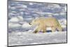 Polar Bear Walking, Hudson Bay Churchill Wildlife Area, Churchill, Mb-Richard ans Susan Day-Mounted Photographic Print