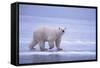 Polar Bear Walking on Ice-DLILLC-Framed Stretched Canvas