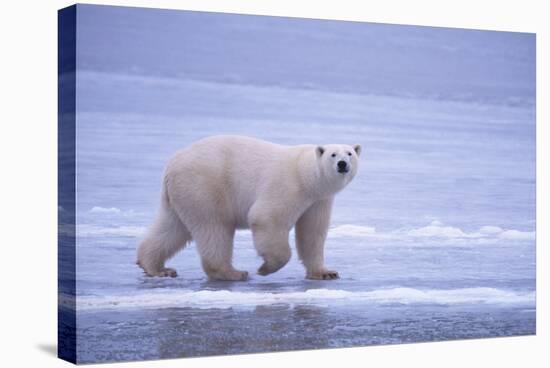 Polar Bear Walking on Ice-DLILLC-Stretched Canvas