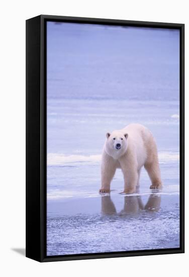 Polar Bear Walking on Ice-DLILLC-Framed Stretched Canvas