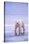 Polar Bear Walking on Ice-DLILLC-Stretched Canvas