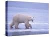 Polar Bear Walking on Ice-DLILLC-Stretched Canvas