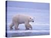 Polar Bear Walking on Ice-DLILLC-Stretched Canvas