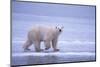 Polar Bear Walking on Ice-DLILLC-Mounted Photographic Print