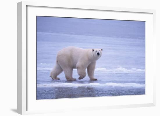 Polar Bear Walking on Ice-DLILLC-Framed Photographic Print