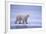 Polar Bear Walking on Ice-DLILLC-Framed Photographic Print