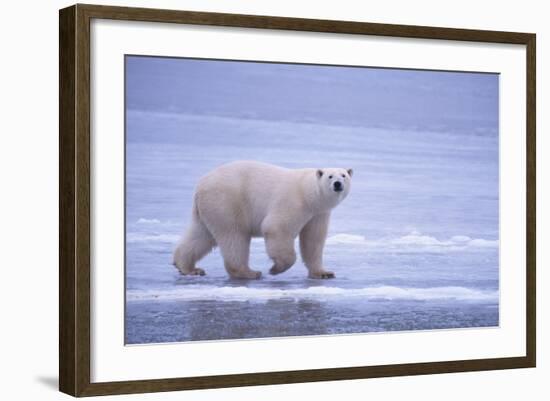 Polar Bear Walking on Ice-DLILLC-Framed Photographic Print