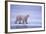 Polar Bear Walking on Ice-DLILLC-Framed Photographic Print