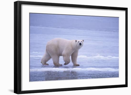 Polar Bear Walking on Ice-DLILLC-Framed Photographic Print