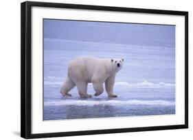 Polar Bear Walking on Ice-DLILLC-Framed Photographic Print