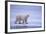 Polar Bear Walking on Ice-DLILLC-Framed Photographic Print