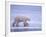 Polar Bear Walking on Ice-DLILLC-Framed Photographic Print