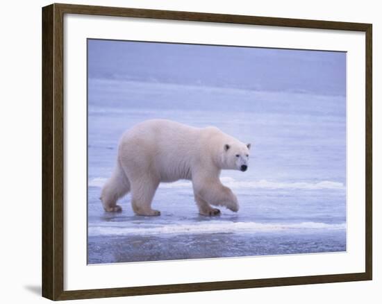 Polar Bear Walking on Ice-DLILLC-Framed Photographic Print